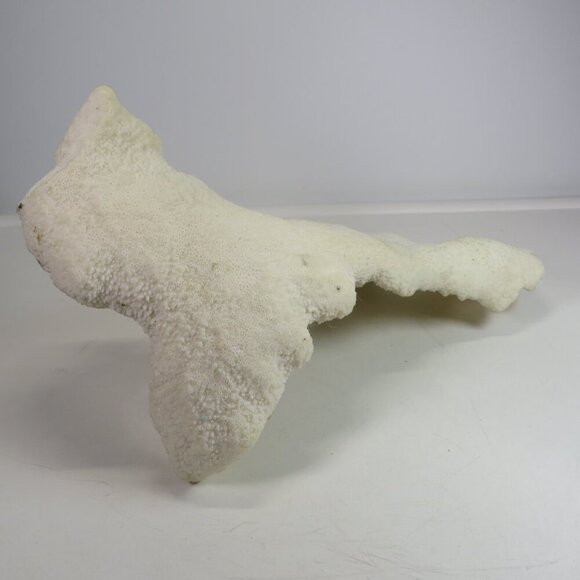 (1) solid Piece of REAL Coral over 3lbs & 13" long - Picture 5 of 14